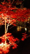 20081114060201