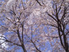Sak_017